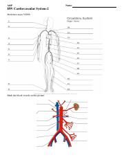 LBYLYH Education Model Blood Vessel Model 14x Magnification Arterial venous Structure Model 