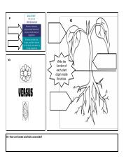 Plant Anatomy and Physiology - Graphic Organizer (1).pdf