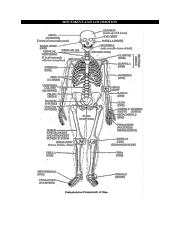 skeletal system pdf.pdf