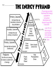 Energy Pyramid Doodle Notes.pdf
