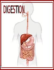 113-Digestion.ppt