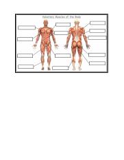 Muscles worksheet 3.docx