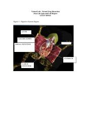 mcgraw hill virtual frog dissection worksheet answer key