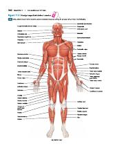 Muscles of the body - 340 CHAPTER 11 THE MUSCULARSYSTEM Figure 11.3