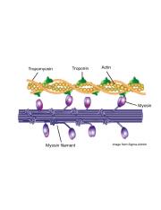 actin-and-myosin.jpg