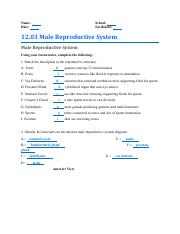Hailey Tidwell - 1203 Male Reproductive System- - 7150912.03 Male Reproductive System.pdf