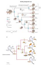 Building+phylogenetic+trees.docx