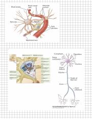 Brain Microanatomy.pdf