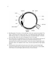 Eye Dissection pg 417.docx