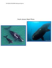 Endangered Species -The North Atlantic right whales essay.pdf