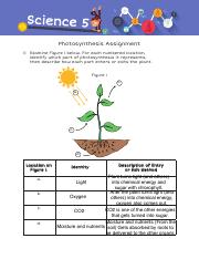 9.1_PhotosynthesisAssignment.pdf