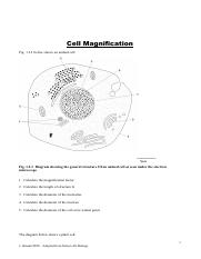 Magnification_questions_.pdf