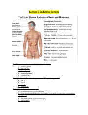 Lecture 3 Endocrine System.docx