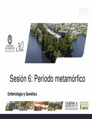 06.- SESION 6 período metamórfico.pdf