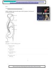 Human Anatomy & Physiology 11th edition Elaine Marieb Test Bank .pdf