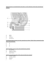 Human Reproduction Test.docx.pdf
