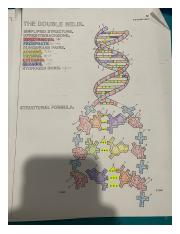 DNA Structure-  Color and learn (Jan 13, 2023 at 6:29 AM)