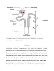 Ultrafiltration and Selective Reabsorption Infographic.pdf