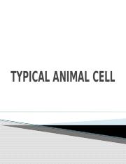 TYPICAL ANIMAL CELL [Autosaved].pptx