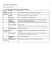 Reproductive System Worksheet