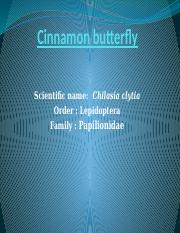 Cinnamon butterfly.pptx