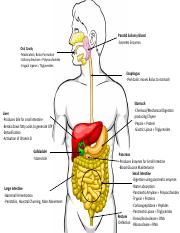 Digestive System Structures PDF.pdf
