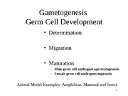 lecture 6 gametogenesis