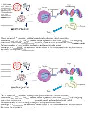 MIAH GARIBAY - Genes Notes Handout.pptx.pdf