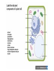 Label a Plant Cell.pdf