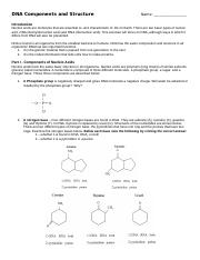 DNA Components and Structure WS.doc
