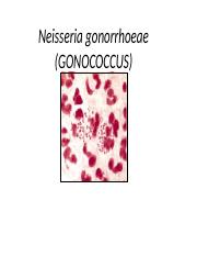 Neisseria gonorrhoeae for students.pptx