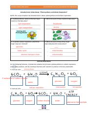 Ameoba Sisters Photosynthesis and Cellular Repiration Worksheet.pdf