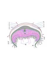 Jellyfish Diagram.PNG