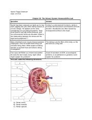 Chapter 15_ The Urinary System Homework_Pre-Lab.docx