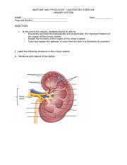 LAB EXERCISE WEEK 14 URINARY SYSTEM.pdf