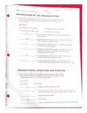 Organization of the Nervous System.pdf