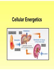 Chapter 12 Cellular energetics.pdf