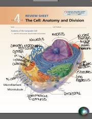 Anatomy Of The Composite Cell.pdf