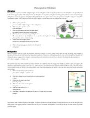 Photosynthesis worksheet-1DONE.docx