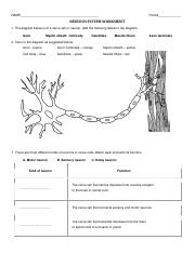 Nervous System Worksheet.pdf