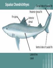External Shark Anatomy.pptx