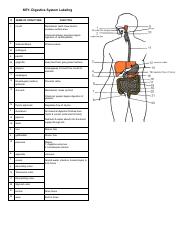KEY-Digestive System Labeling.pdf