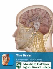 A&P1 Brain.pdf