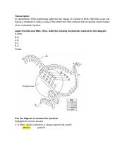 Anthony Replication and Transcription Worksheet
