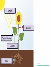 Copy of Photosynthesis Drag & Drop Review Activity.pdf