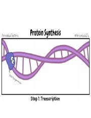 12B Protein Synthesis (5).pptx
