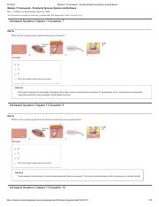 Module 11 Homework - Peripheral Nervous System and Reflexes.pdf