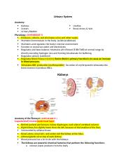 Urinary System Notes.docx