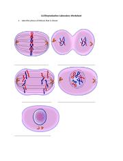 Cell Reproduction Laboratory Worksheet (1).docx