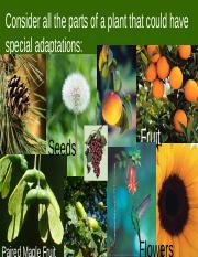 Plants Adaptations HW.pptx